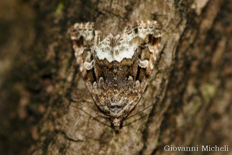 Deltote pygarga